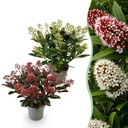 Skimmie (Skimmia japonica) – winterharter Strauch, Höhe ca. 15 cm