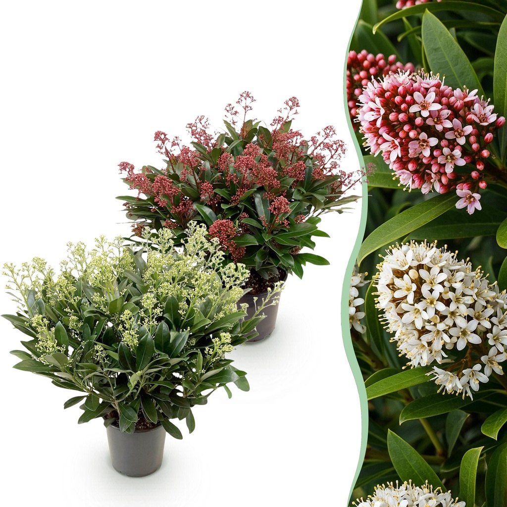 Terrassenpflanze - Skimmia japonica Duo - Blüte Weiß & Rot - 40+ Blüten - 2 Pflanzen - Winterhart - Topf 19 cm, Höhe 60 cm