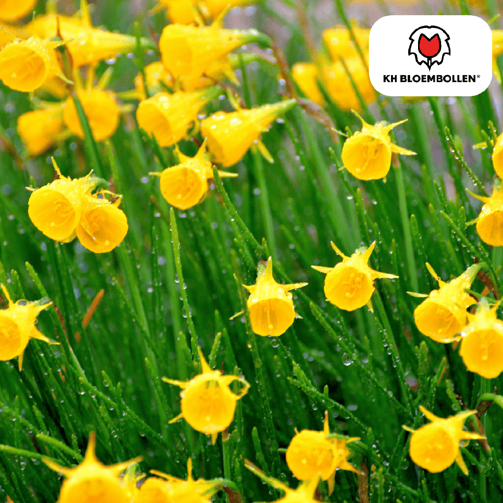 Narcis Golden Bells 25 Stück