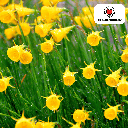 Narcis Golden Bells 25 Stück