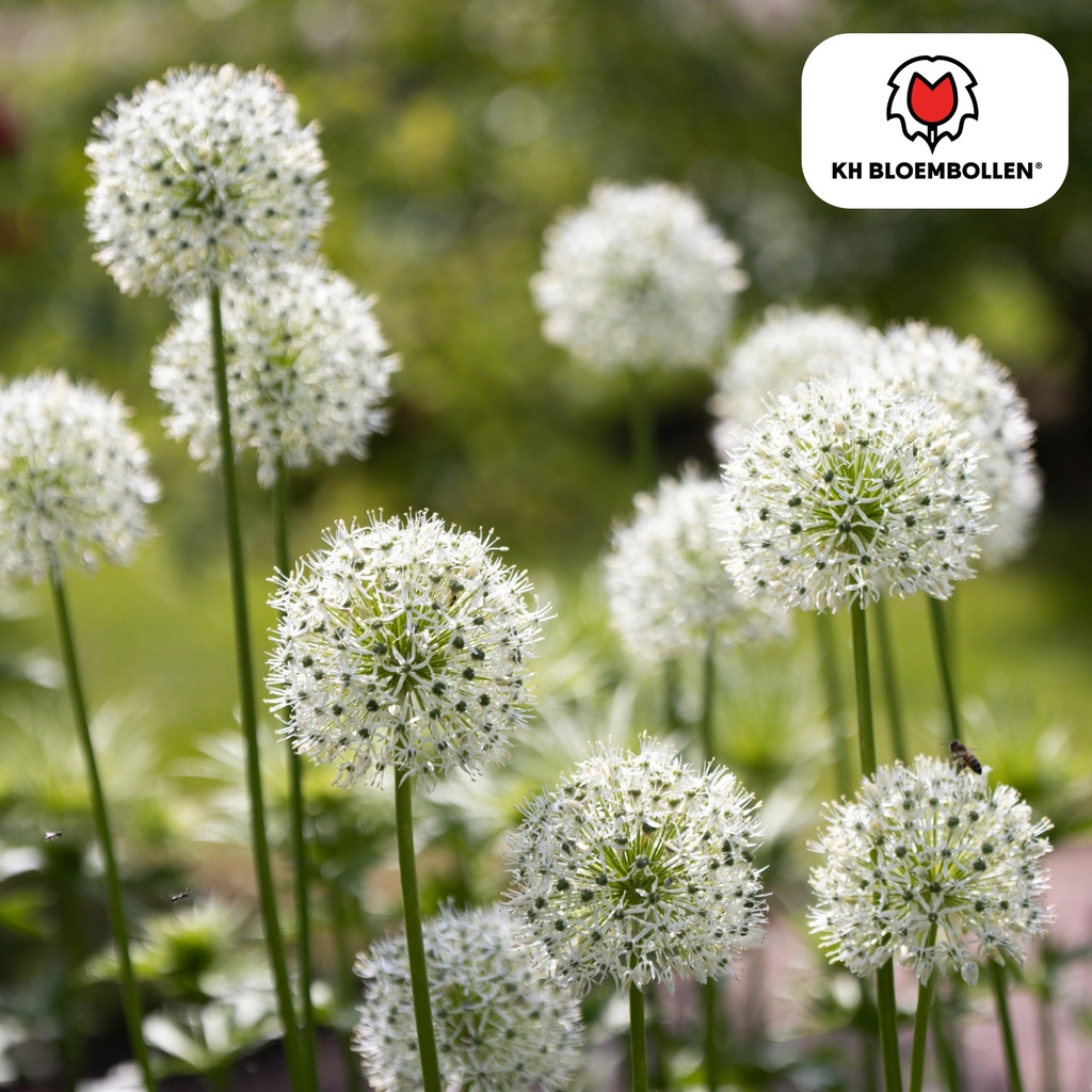 Zierlauch 'White Giant' (Allium giganteum) – Zierlauch-Zwiebeln, 5 Zwiebeln