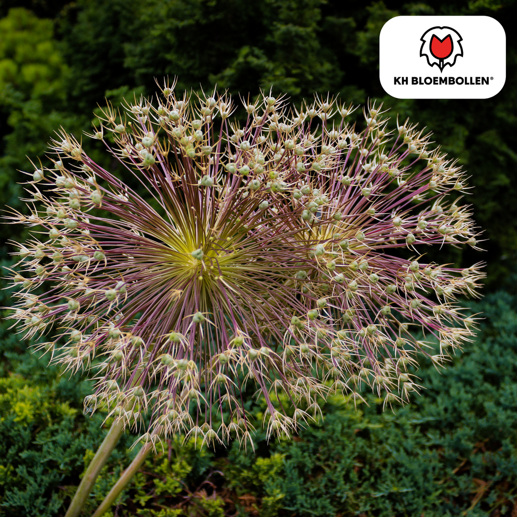 Allium schubertii 5 Stück