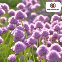 Allium carolinianum 15 Stück