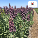 Schachbrettblume '/ Kaiserkrone Purple Favorite' (Fritillaria meleagris) – Blumenzwiebeln, 5 Zwiebeln