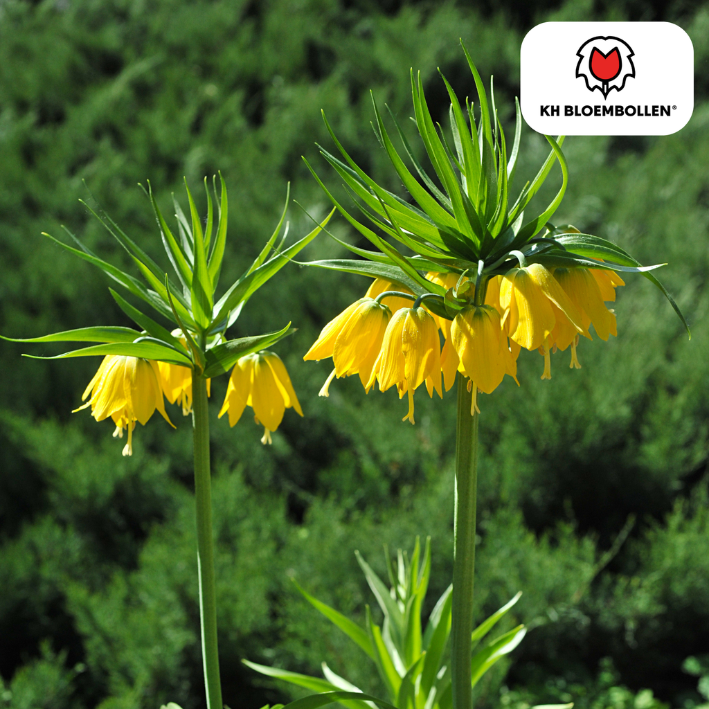 Fritillaria / Kaiserkrone Lutea 5 Stück