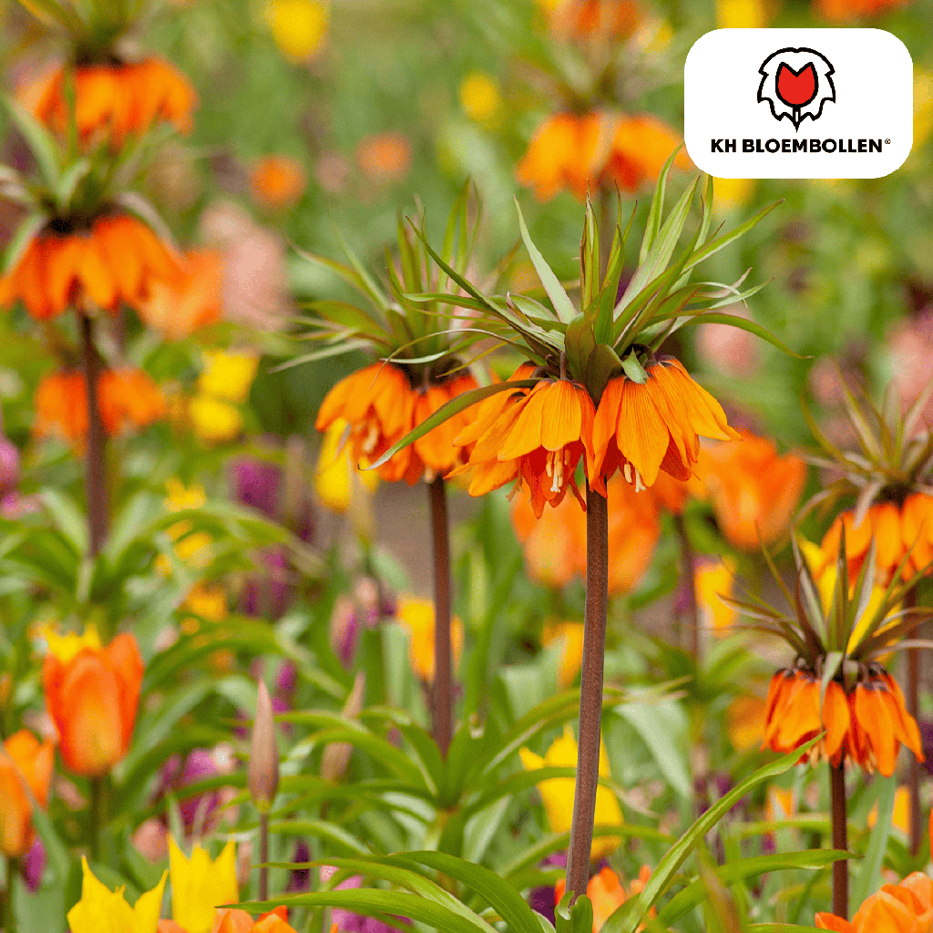 Fritillaria / Kaiserkrone Garland Star 5 Stück