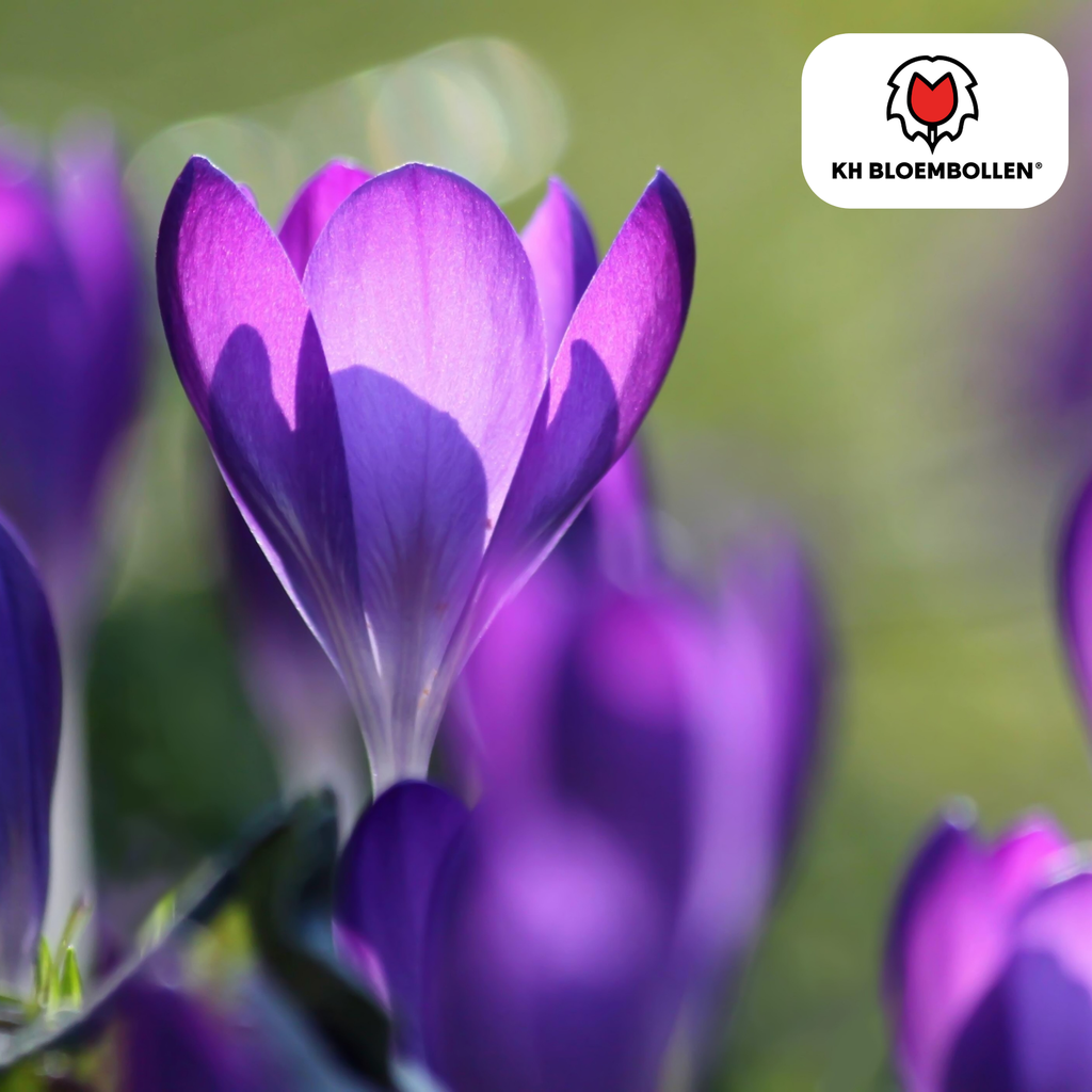 Krokusblumenzwiebeln lila 30 Stück