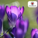 Krokus 'Krokusblumenzwiebeln lila' (Crocus) – Blumenzwiebeln, 30 Zwiebeln