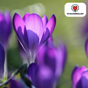 Krokusblumenzwiebeln lila 30 Stück