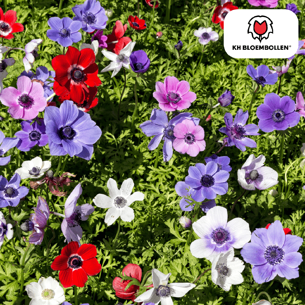 Anemonen einfach 30 Stück