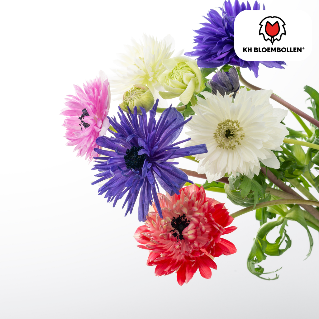 Anemonen gefüllt 30 Stück