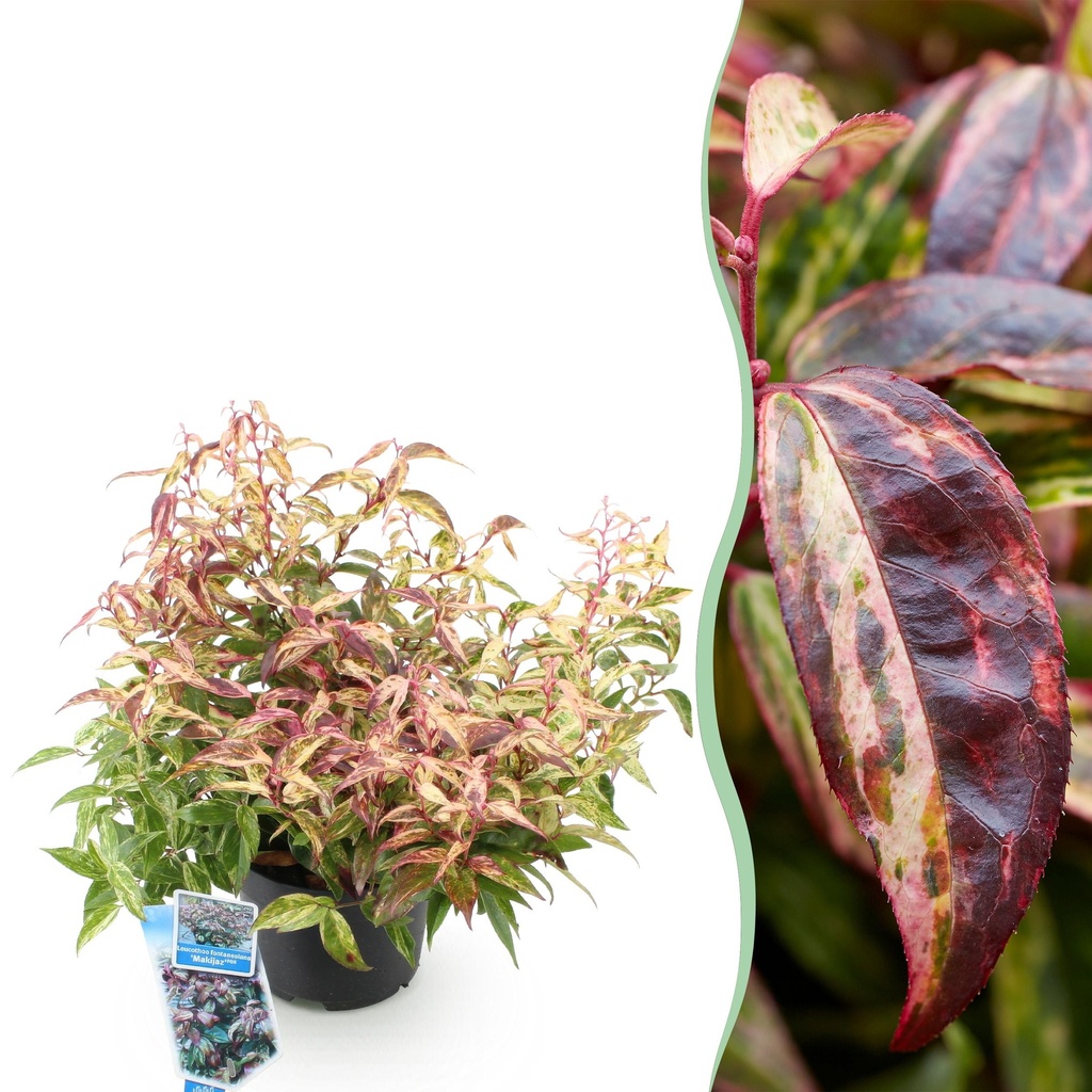 Gartenpflanze - Leucothoe Makijaz - Braun - 1 Pflanze - Immergrün - Wenig Pflege - Topf 17cm Höhe 45cm