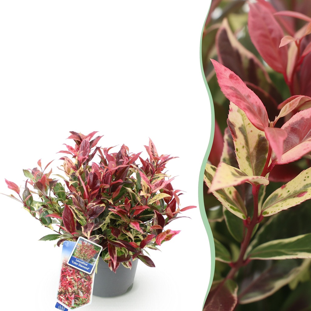 Gartenpflanze - Leucothoe Colour Diamond - Bunt - 1 Pflanze - Immergrün - Wenig Pflege - Topf 17cm Höhe 45cm