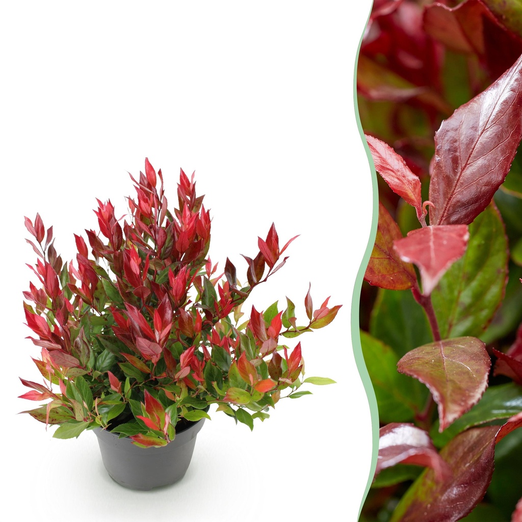 Gartenpflanze - Leucothoe Little Flame - Rot - 1 Pflanze - Immergrün - Wenig Pflege - Topf 17 cm Höhe 40 cm