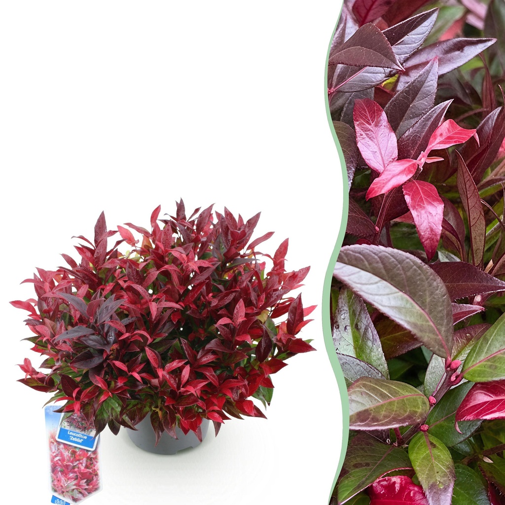 Gartenpflanze - Leucothoe Zeblid - Rot - 1 Pflanze - Immergrün - Wenig Pflege - Topf 17cm Höhe 45cm