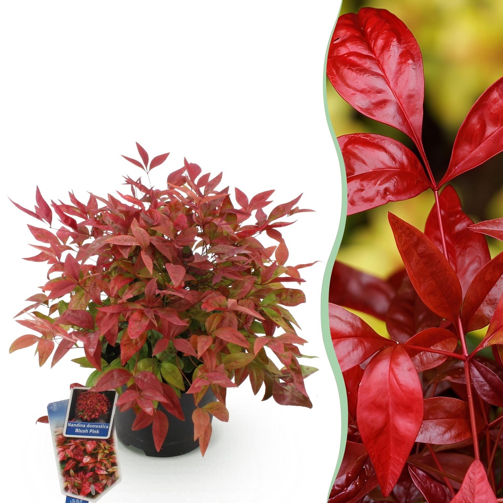 Gartenpflanze - Nandina Blush Pink - Dunkelrosa - 1 Pflanze - Immergrün - Wenig Pflege - Topf 17cm Höhe 40cm