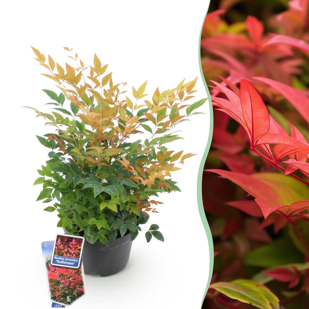 Gartenpflanze - Nandina Gulfstream - Orange - 1 Pflanze - Immergrün - Pflegeleicht - Topf 17cm Höhe 45cm