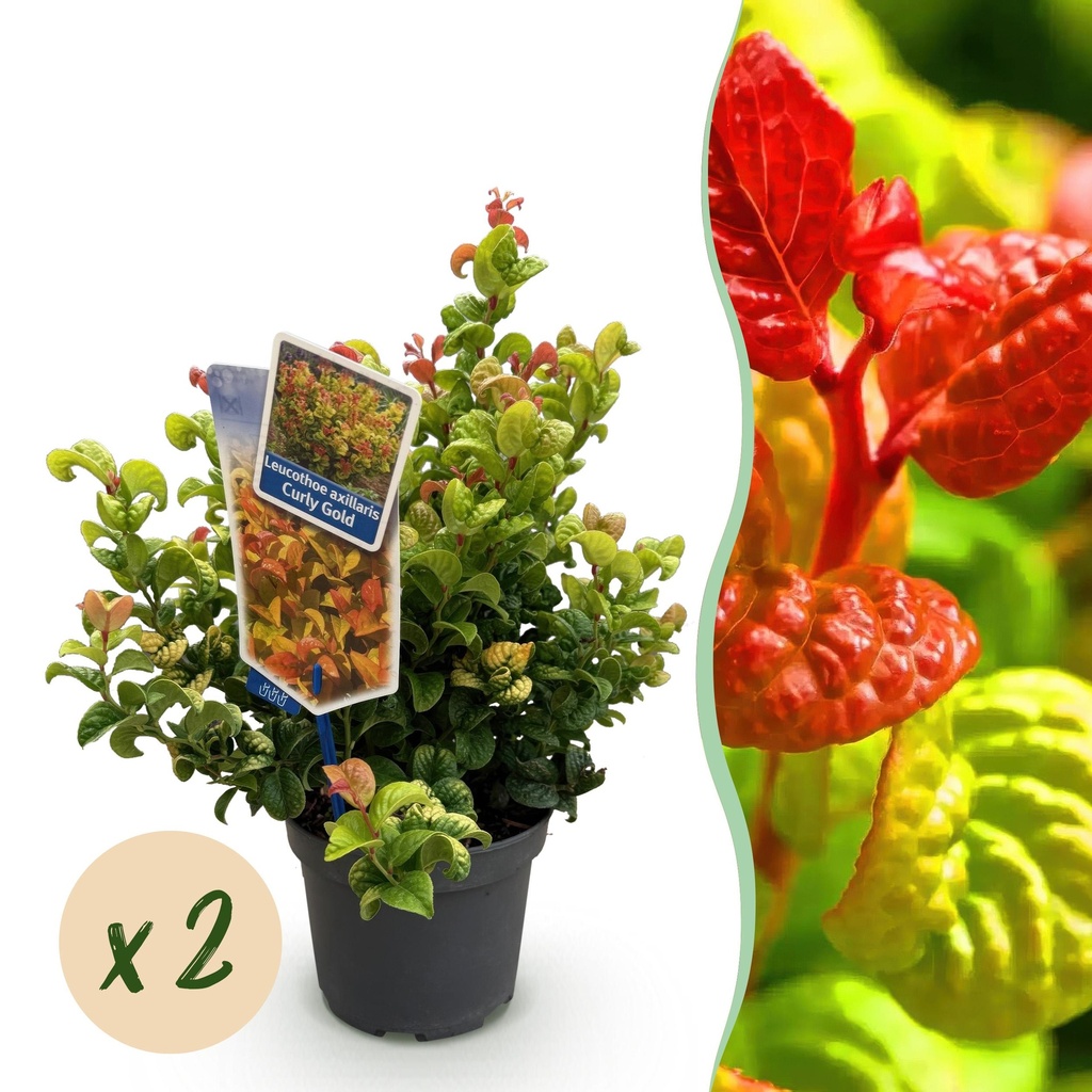 Gartenpflanze - Leucothoe Curly Gold - Gelb - 2 Pflanzen - Immergrün - Wenig Pflege - Topf 17cm Höhe 40cm