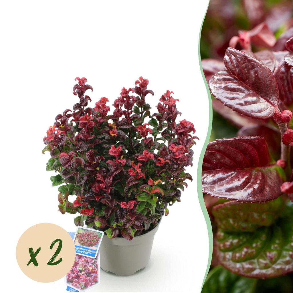 Gartenpflanze - Leucothoe Curly Red - Rot - 2 Pflanzen - Immergrün - Wenig Pflege - Topf 17cm Höhe 40cm