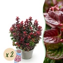 Traubenheide 'Curly Red' 2er-Set (Leucothoe) – winterharter immergrüner Strauch, Topf-Ø 17 cm, Höhe ca. 40 cm