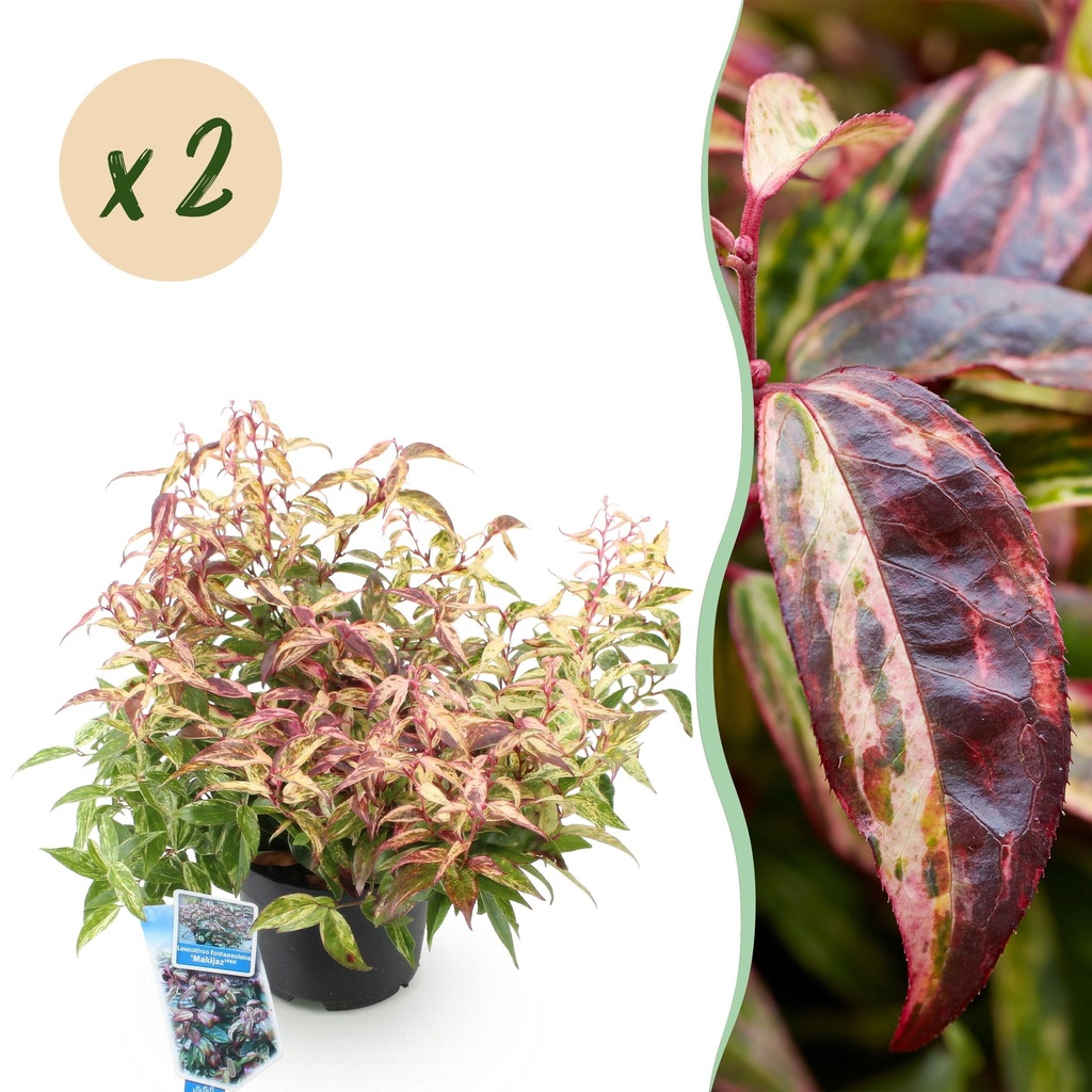 Gartenpflanze - Leucothoe Makijaz - Braun - 2 Pflanzen - Immergrün - Wenig Pflege - Topf 17cm Höhe 45cm
