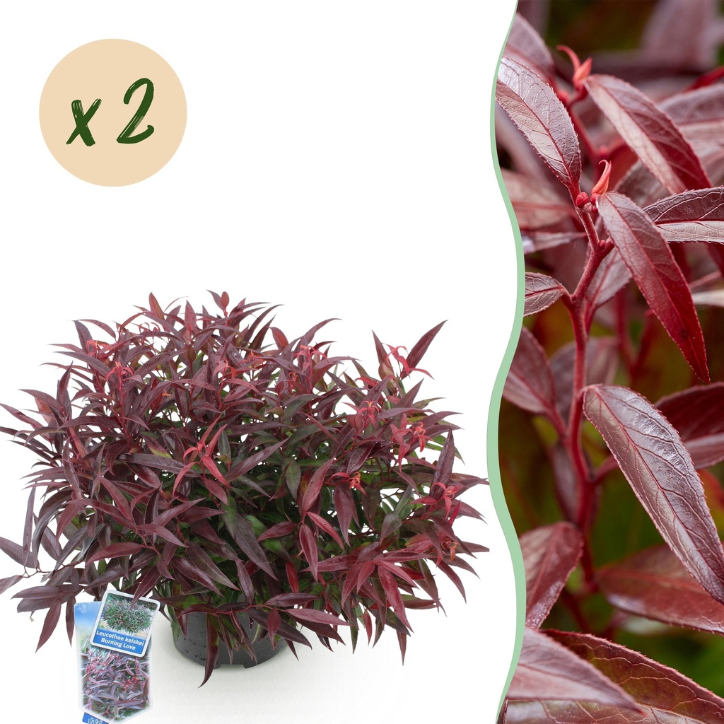 Gartenpflanze - Leucothoe Burning Love - Rot - 2 Pflanzen - Immergrün - Wenig Pflege - Topf 17cm Höhe 45cm