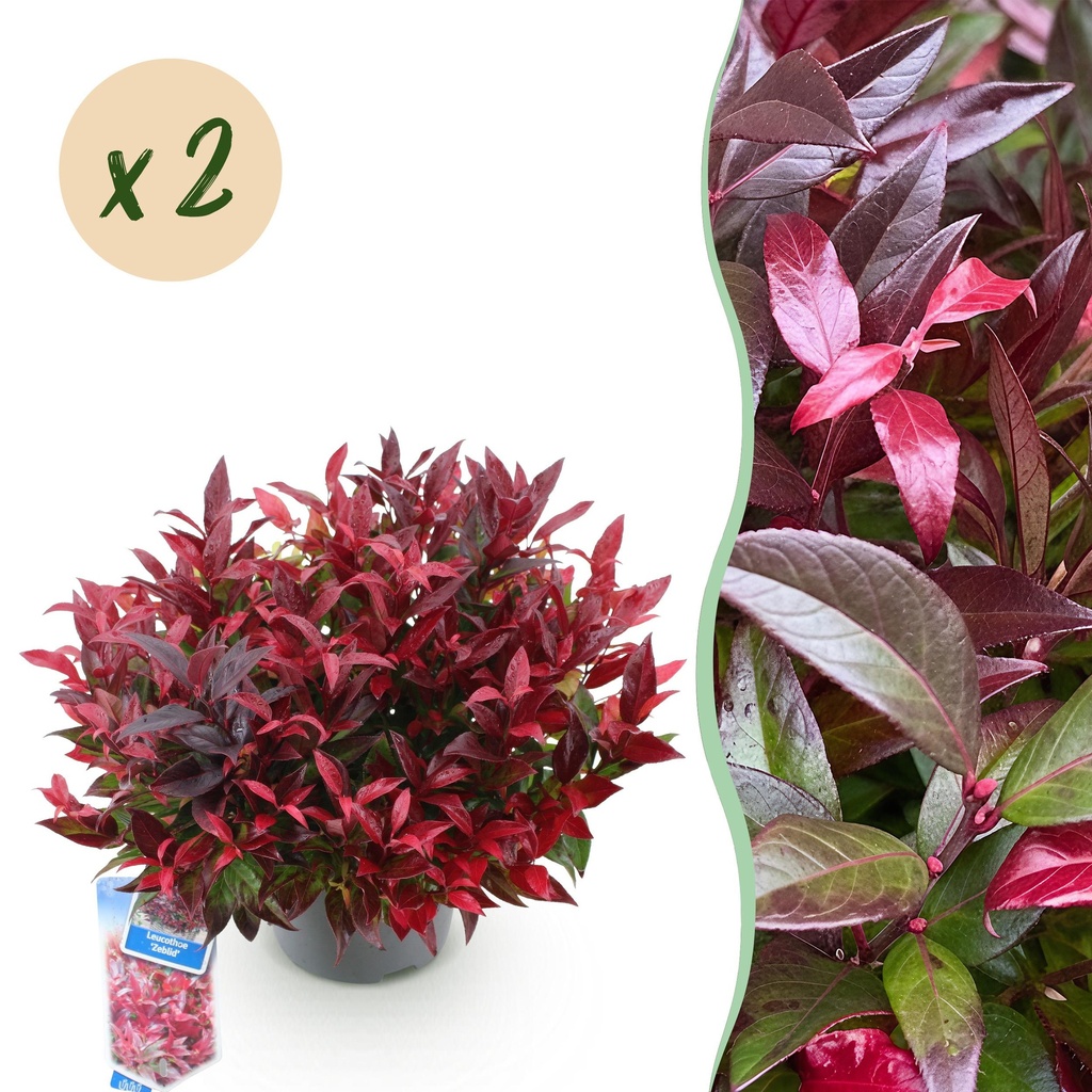 Gartenpflanze - Leucothoe Zeblid - Rot - 2 Pflanzen - Immergrün - Wenig Pflege - Topf 17 cm Höhe 45 cm
