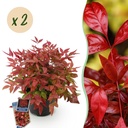 Gartenpflanze (Gartenpflanze) – winterharte Staude, Höhe ca. 17 cm