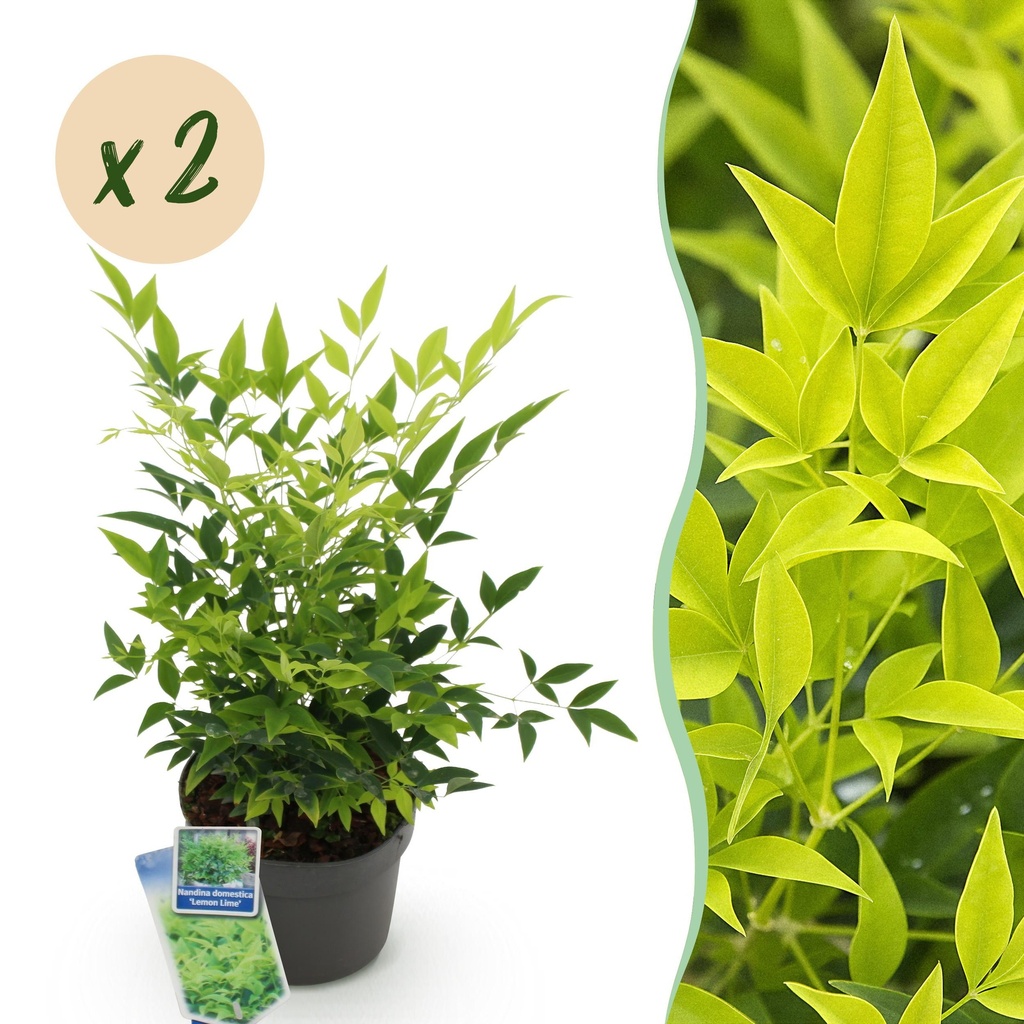 Gartenpflanze - Nandina Lemon & Lime - Gelb - 2 Pflanzen - Immergrün - Wenig Pflege - Topf 17cm Höhe 45cm