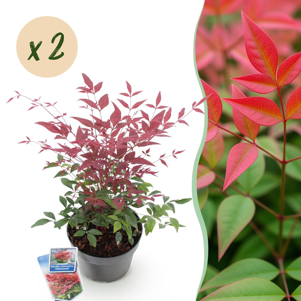 Gartenpflanze - Nandina Obsessed - Rot - 2 Pflanzen - Immergrün - Wenig Pflege - Topf 17cm Höhe 45cm