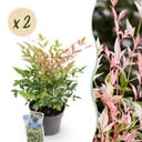 Gartenpflanze (Gartenpflanze) – winterharte Staude, Höhe ca. 17 cm