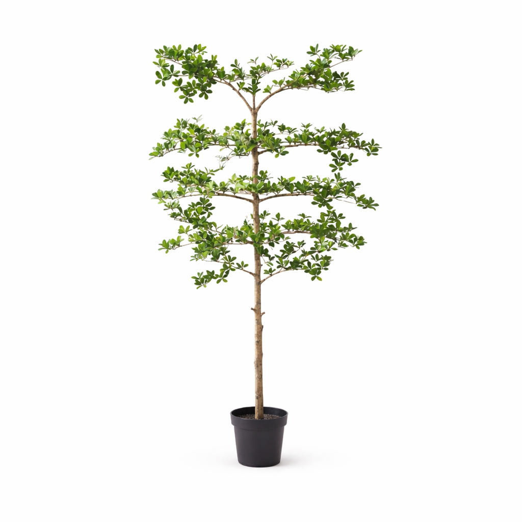 Künstlicher Bucida - 200 cm