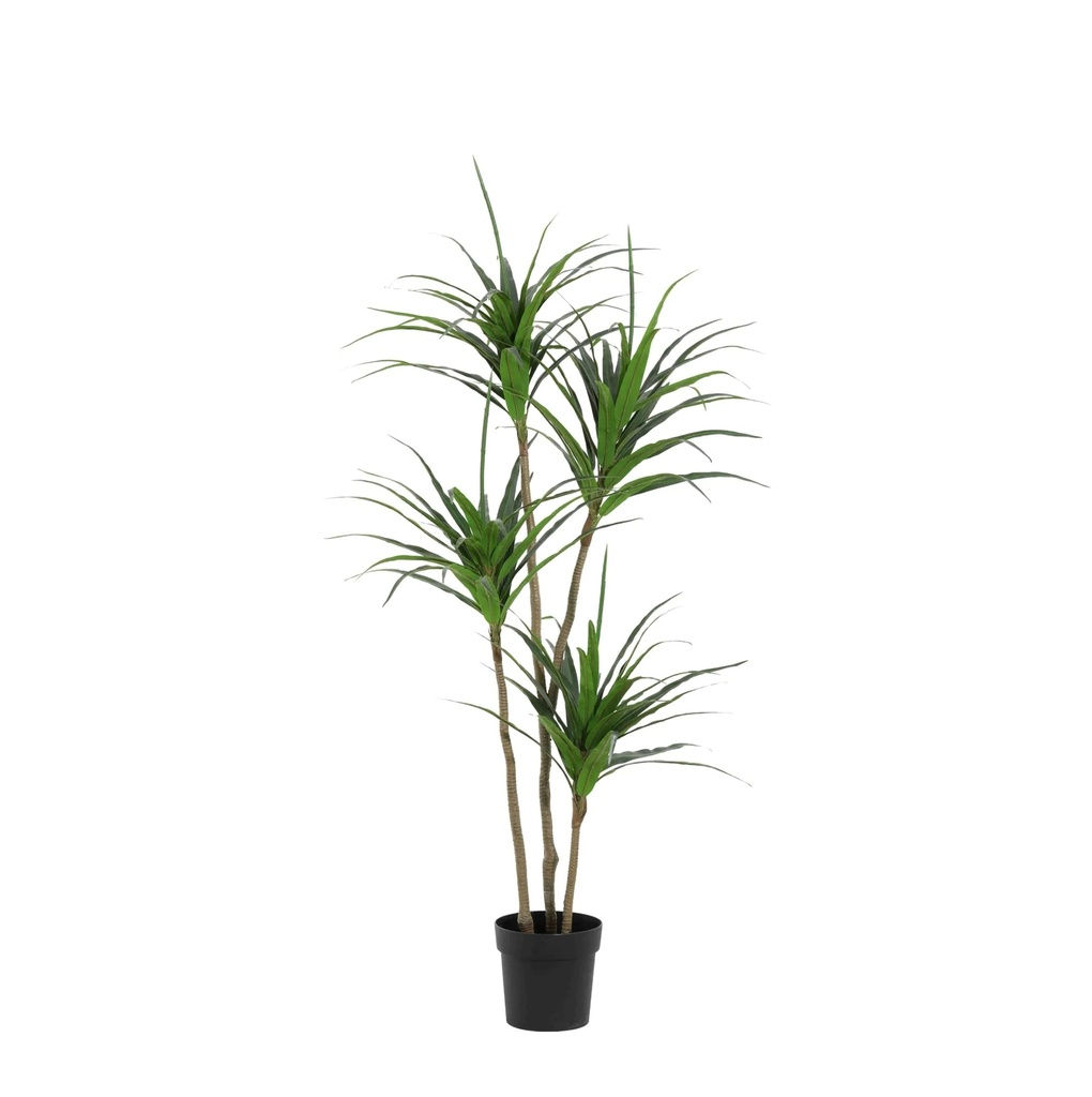 Künstliche Dracaena - 165cm