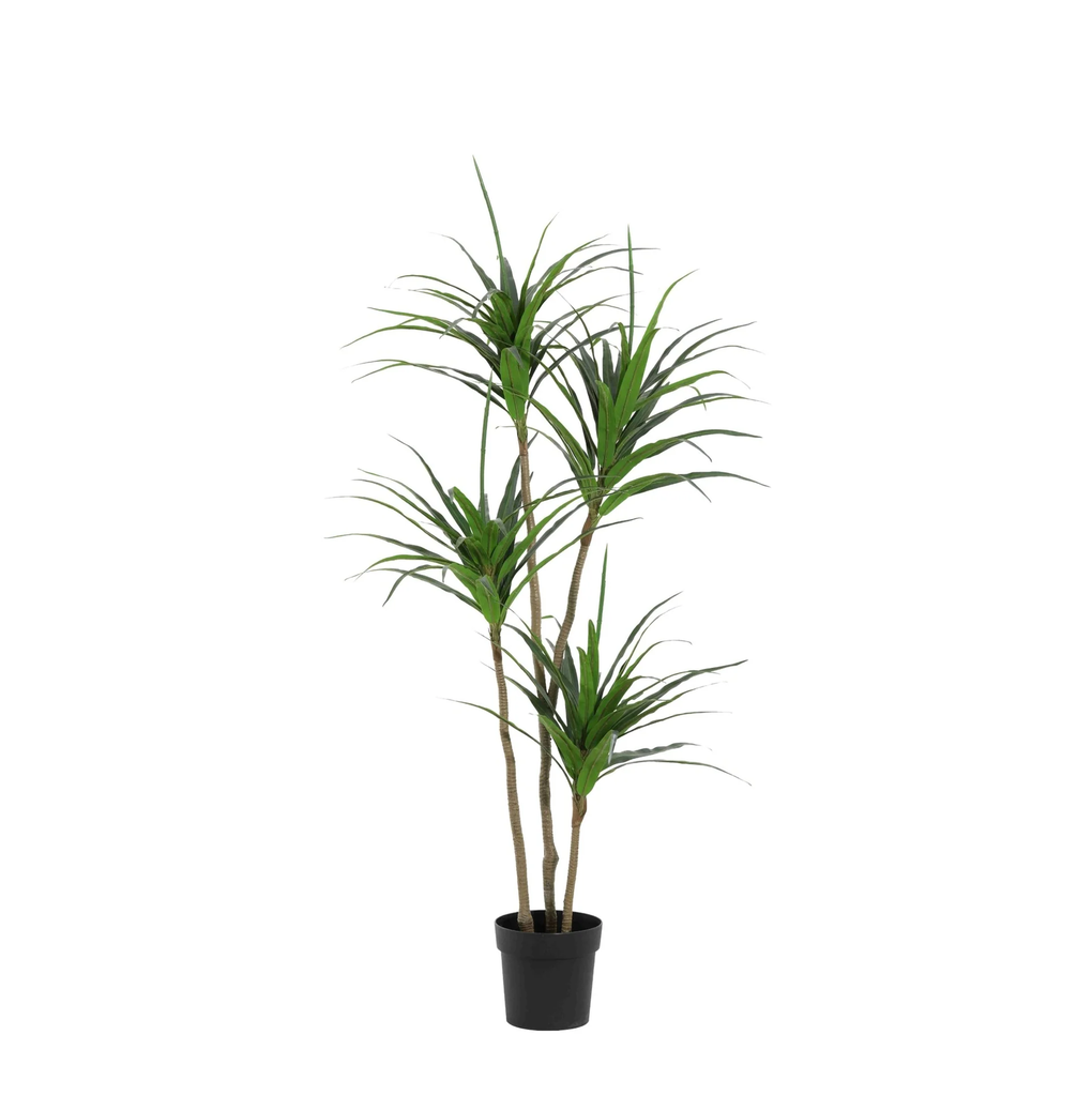 Künstliche Dracaena - 165cm