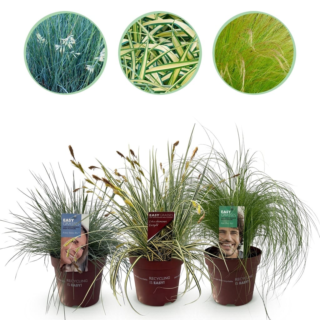 Ziergräser - 3 Pflanzen - Blau - Gelb - Grün - Immergrün - Winterhart - Topf 17cm Höhe 50cm