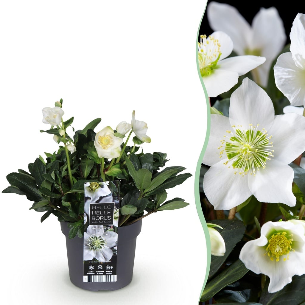 Gartenpflanze - Weihnachtsrose - Helleborus Christmas Carol - Weiße Blüte - 1 Pflanze - Immergrün - Topf 17cm Höhe 35cm