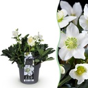 Gartenpflanze - Weihnachtsrose - Helleborus Christmas Carol - Weiße Blüte - 1 Pflanze - Immergrün - Topf 17cm Höhe 35cm
