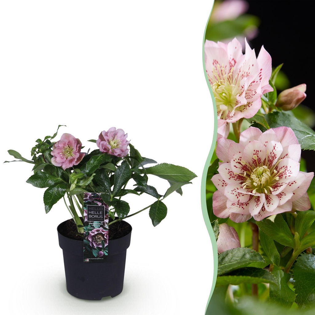 Gartenpflanze – Christrose – Helleborus orientalis Double Ellen Pink – rosa Blüte – 1 Pflanze – immergrün – Topf 14 cm, Höhe 35 cm