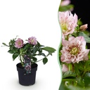 Gartenpflanze – Christrose – Helleborus orientalis Double Ellen Pink – rosa Blüte – 1 Pflanze – immergrün – Topf 14 cm, Höhe 35 cm