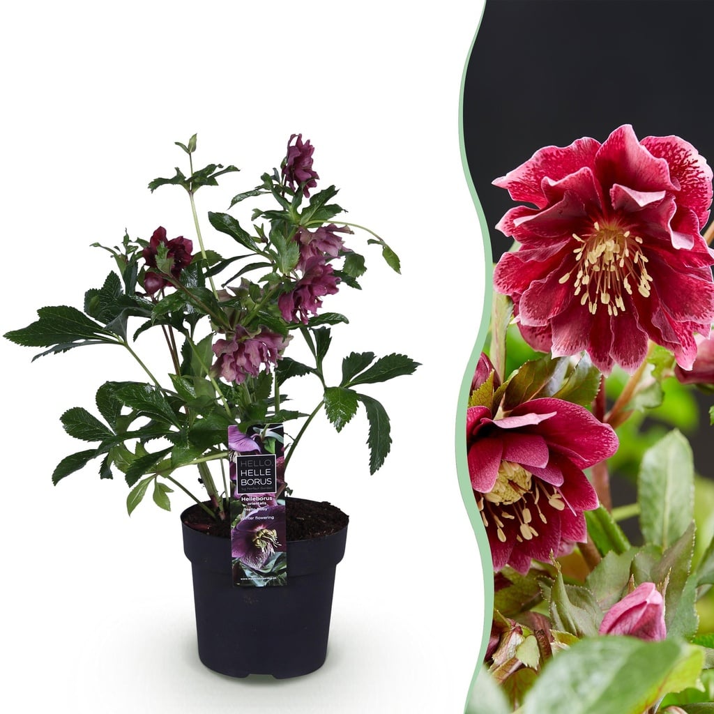 Gartenpflanze – Lenzrose – Helleborus orientalis Double Ellen Red – rote Blüte – 1 Pflanze – immergrün – Topf 14 cm, Höhe 35 cm