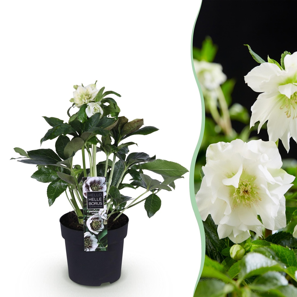 Gartenpflanze – Lenzrose – Helleborus orientalis Double Ellen White – weiße Blüte – 1 Pflanze – immergrün – Topf 14 cm, Höhe 35 cm