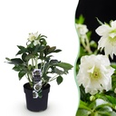 Gartenpflanze – Lenzrose – Helleborus orientalis Double Ellen White – weiße Blüte – 1 Pflanze – immergrün – Topf 14 cm, Höhe 35 cm