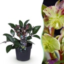 Gartenpflanze – Lenzrose – Helleborus lividus Purple Marble – violette Blüte – 1 Pflanze – immergrün – Topf 14 cm, Höhe 35 cm
