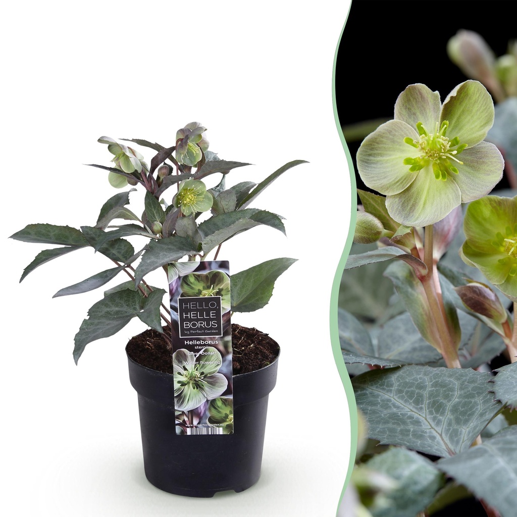 Gartenpflanze - Lenzrose Helleborus sternii Silver Dollar - Grüne Blume - 1 Pflanze - Immergrün - Topf 14cm Höhe 35cm