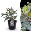 Gartenpflanze (Gartenpflanze) – winterharte Staude, Höhe ca. 14 cm
