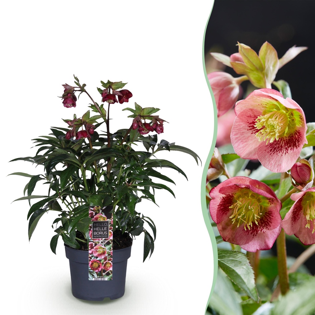 Gartenpflanze - Lenzrose - Helleborus Dacaya - Rosa Blüte - Immergrün - Topf 19cm Höhe 50cm