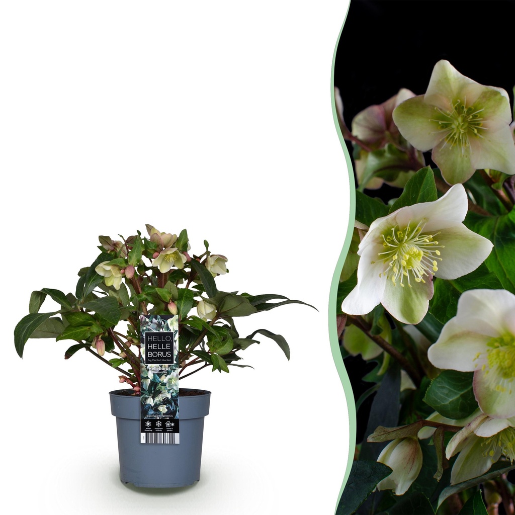 Gartenpflanze - Lenzrose - Helleborus Diamfire - Grüne Blüte - Immergrün - Topf 19cm Höhe 40cm