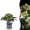 Gartenpflanze - Lenzrose - Helleborus Diamfire - Grüne Blüte - Immergrün - Topf 19cm Höhe 40cm