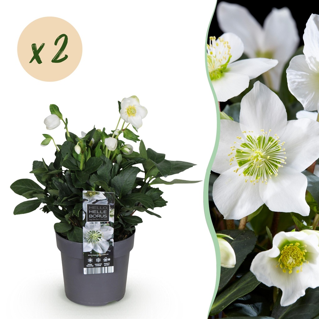 Gartenpflanze - Weihnachtsrose - Helleborus Christmas Carol - Weiße Blüte - 2 Pflanzen - Immergrün - Topf 14cm Höhe 30cm