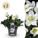 Gartenpflanze - Weihnachtsrose - Helleborus Christmas Carol - Weiße Blüte - 2 Pflanzen - Immergrün - Topf 17cm Höhe 35cm